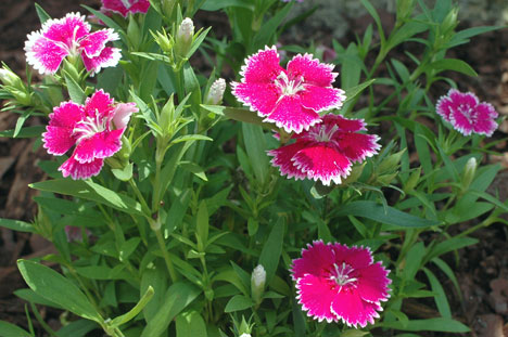 Pink Dianthus that my youngest picked out at a local nursery.