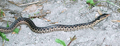 Juvenile Eastern Garter Snake