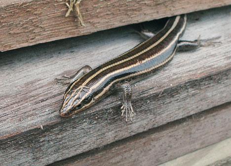 Skink with stripes