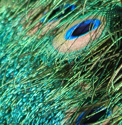 Peacock tail feathers